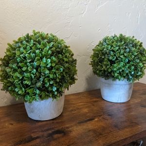 Faux Boxwood